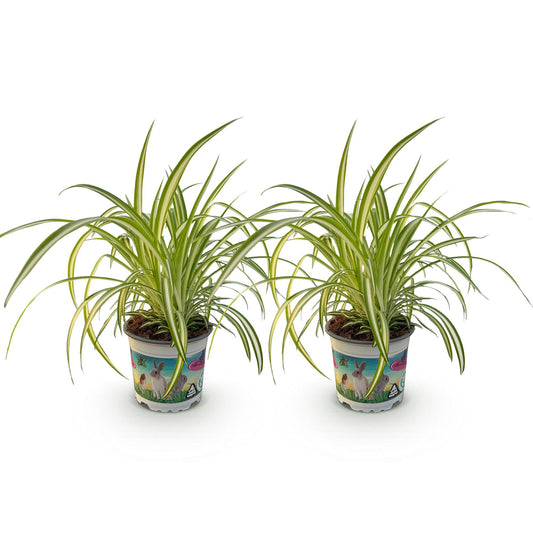 Green boutiQ - Zimmerpflanze - Chlorophytum comosum Variegatum - Katzengras - Haustierfreundlich - Bunt - 2 Pflanzen - Topf 12cm - Höhe 25-30cm 