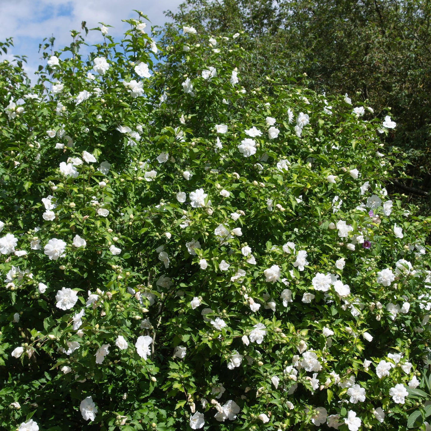 Hibiscus syriacus White Chiffon – Stamm-Pflanze – Ø19 cm – Höhe ca. 90 cm – Weiße Blüten – Laubabwerfend & pflegeleicht – Für Garten, Terrasse & Balkon 