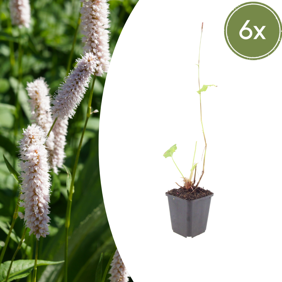 Persicaria bistorta Superba – 6 Pflanzen Ø9cm – Höhe10-25cm – Rosa Blütenstaude für feuchte Beete & Teichrand – Bienenfreundlich winterhart – Pflegeleichte Gartenstaude