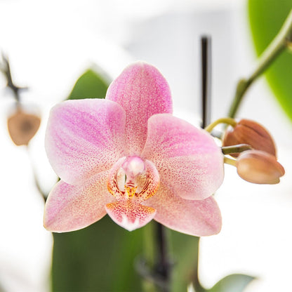 Altrosa Phalaenopsis Orchideen - Treviso - Topfgröße Ø12cm -Zimmerpflanze - 2 Stück