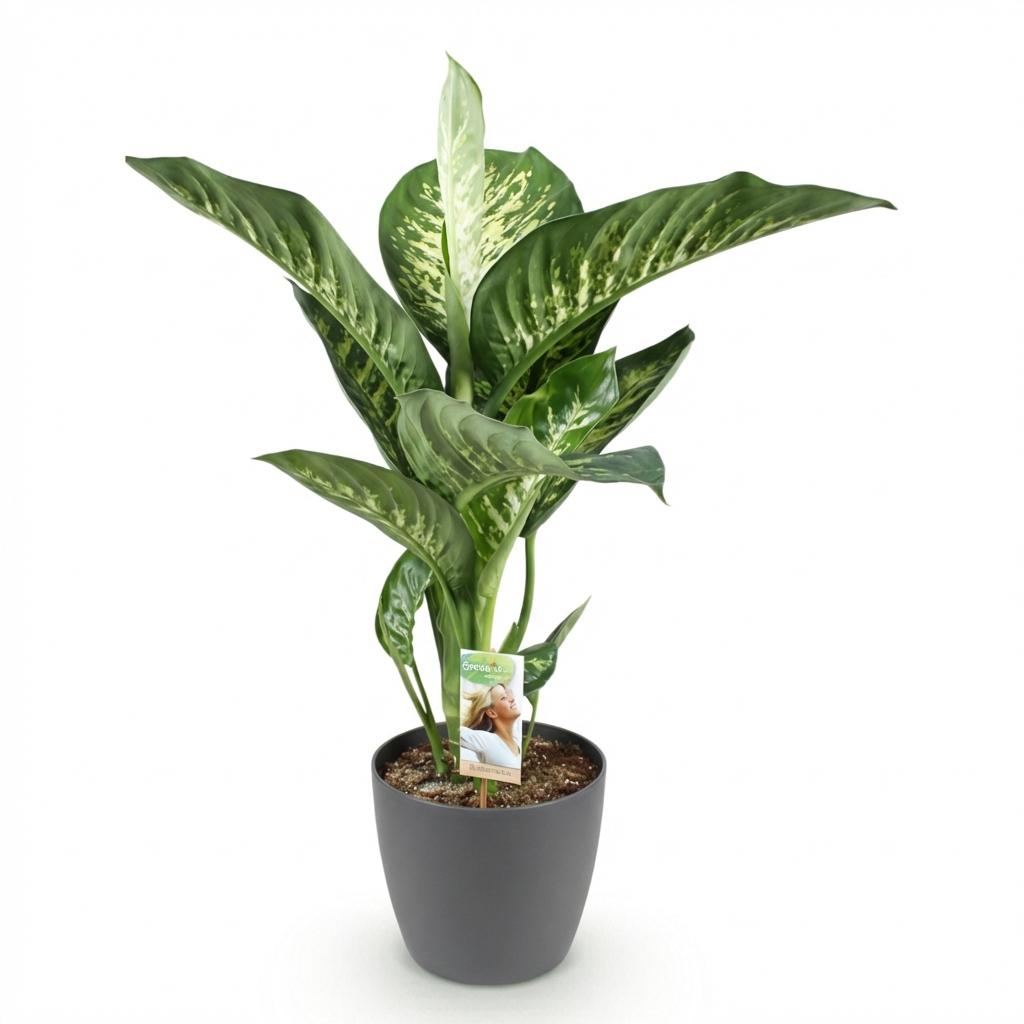 Green boutiQ - Zimmerpflanzen - Diefenbachia Tropic Snow - Dieffenbachia - Wenig Pflege - mit Potter Grau - Bunt - 1 Pflanze - mit Potter Grau - Topf 21cm - Höhe 90-100cm 