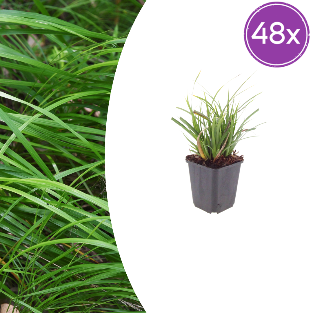 Japan-Segge Carex morrowii – 48 Pflanzen – Immergrünes Ziergras für Schatten & Halbschatten – Bodendecker für Beet & Garten – 10-25cm – Ø9cm – Winterhart & pflegeleicht