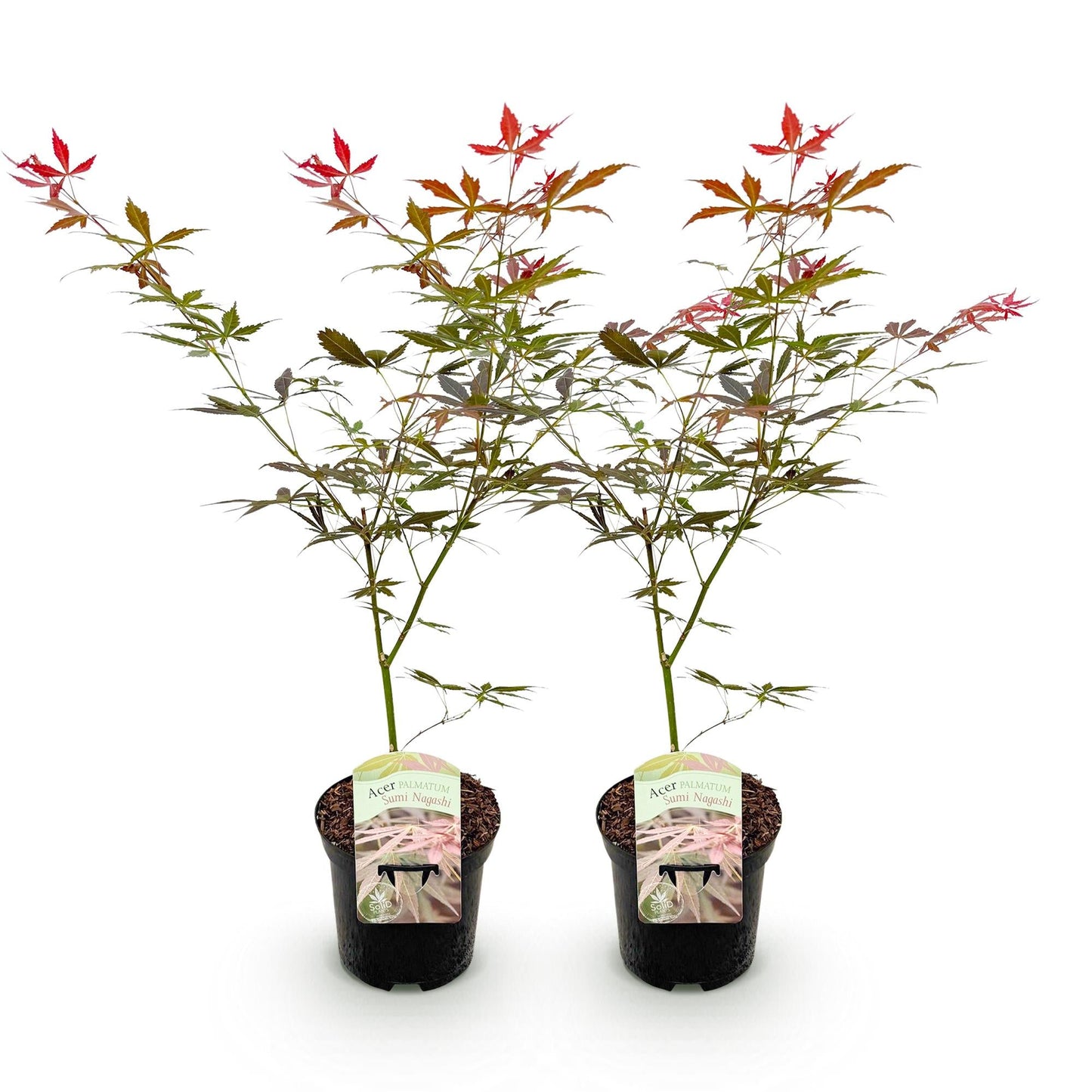 Japanischer Ahorn – Acer palmatum 'Sumi-nagashi' – 2 Pflanzen – je ca. 70 cm hoch – Topf Ø19 cm – tiefviolettes Laub mit Glanz – Balkon- & Gartenpflanze 