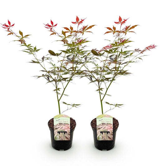 Japanischer Ahorn – Acer palmatum 'Sumi-nagashi' – 2 Pflanzen – je ca. 70 cm hoch – Topf Ø19 cm – tiefviolettes Laub mit Glanz – Balkon- & Gartenpflanze 