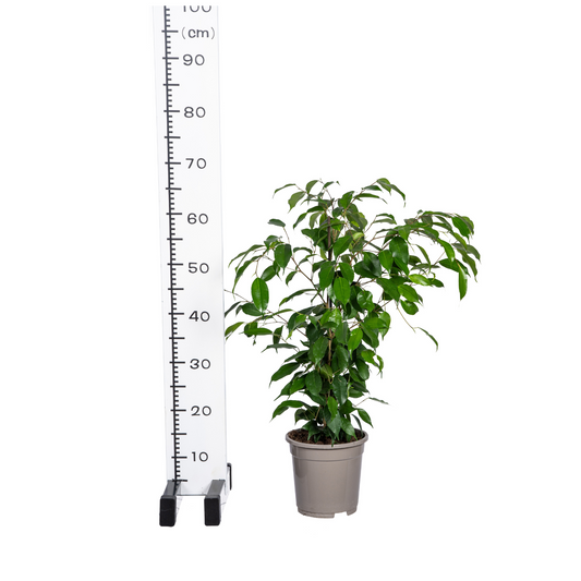 Ficus Benjamina Exotica Ø17cm - ↕60 - 80cm 