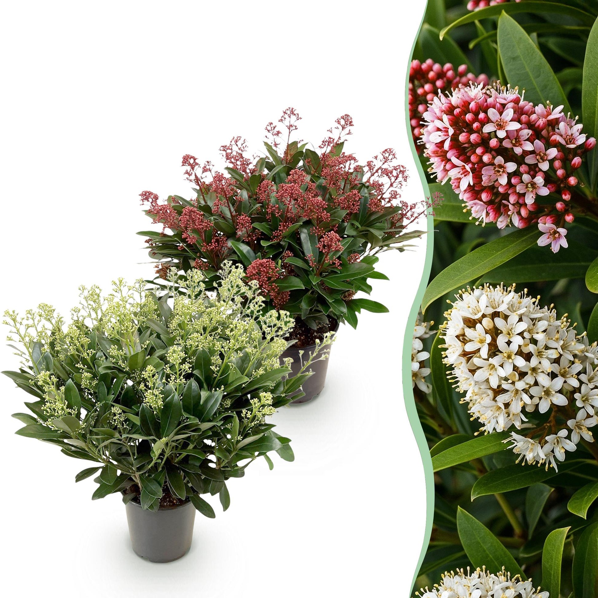 GreenboutiQ - Terrassenpflanze - Skimmia japonica Duo - Blüte Weiß & Rot - 40+ Blüten - 2 Pflanzen - Winterhart - Topf 19cm Höhe 60cm 