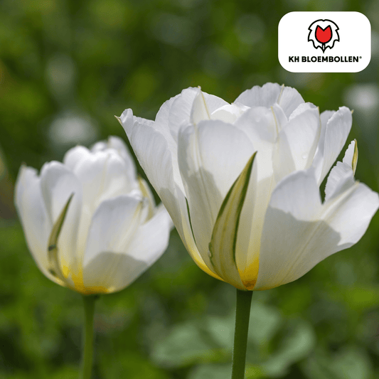 Tulpenzwiebeln White Valley – 20 Blumenzwiebeln – Weiße Tulpen – Winterhart & langlebig 