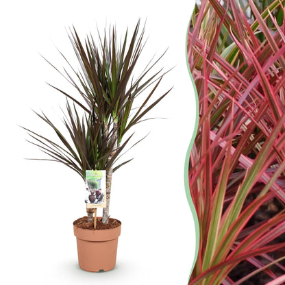 Green boutiQ - Zimmerpflanzen - Dracaena Magenta - Drachenblutbaum - Wenig Pflege - Rot - 1 Pflanze - Topf 17cm - Höhe 70-80cm 
