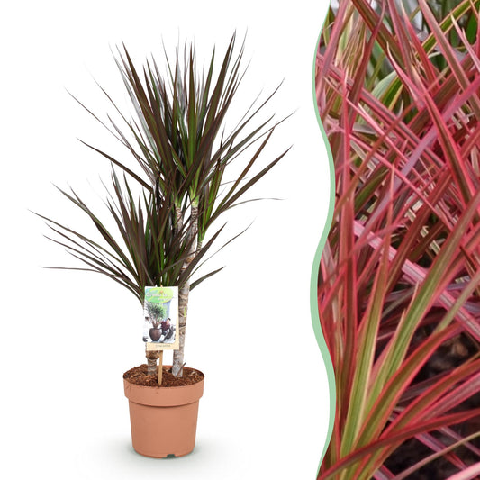 Green boutiQ - Zimmerpflanzen - Dracaena Magenta - Drachenblutbaum - Wenig Pflege - Rot - 1 Pflanze - Topf 17cm - Höhe 70-80cm 