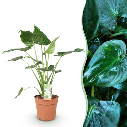Green boutiQ - Zimmerpflanzen - Alocasia Cucullata - Buddhas Hand - Wenig Pflege - Grün - 1 Pflanze - Topf 21cm - Höhe 65-70cm 