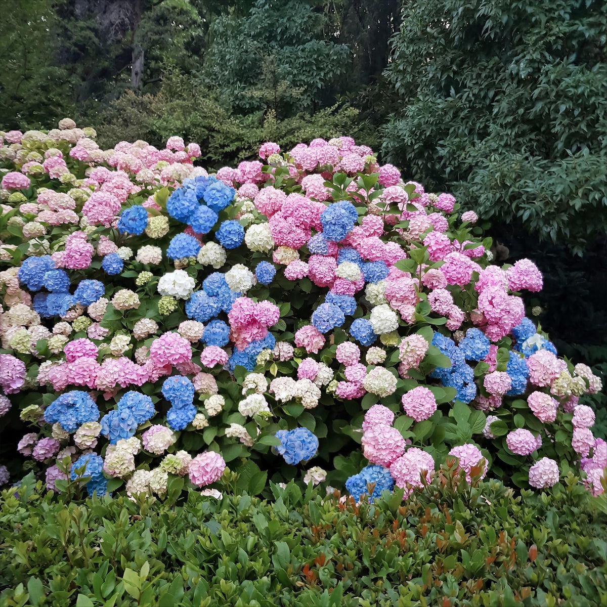 Green boutiQ - Gartenpflanze - Hydrangea macrophylla Tricolour - Hortensie - Winterfest - Rot-Blau-Weiß - 3 Pflanzen - Topf 12cm - Höhe 20-30cm 