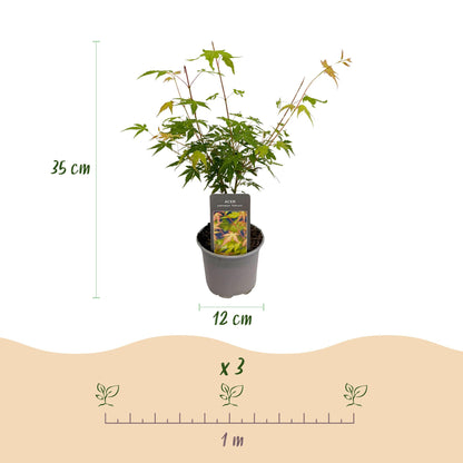 GreenboutiQ - Gartenpflanze - Acer palmatum Katsura - Orange - 3 Pflanzen - Laubabwerfend - Pflegeleicht - Topf 12cm Höhe 35cm 