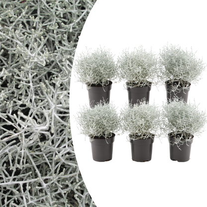 6x Calocephalus (Silberstrauch) – 10 cm Ø – 15 cm ↕ 