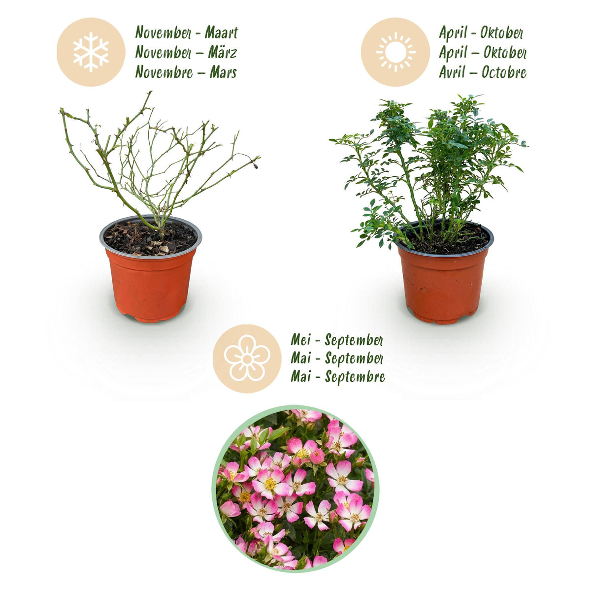 Green boutiQ - Gartenrose - Rosa Cutie Pie - Rose - Winterhart - Rosa - 1 Pflanze - Topf 12cm - Höhe 20-25cm 