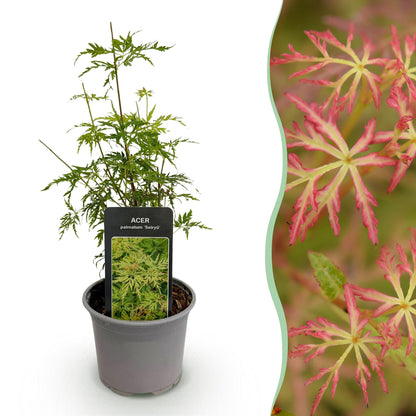 GreenboutiQ - Gartenpflanze - Acer palmatum Seiryu - Grün 1 Pflanze - Laubabwerfend - Wenig Pflege - Topf 12cm Höhe 35cm 