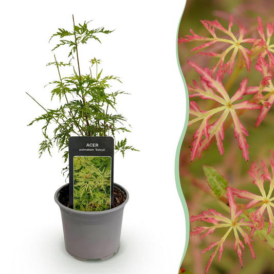 GreenboutiQ - Gartenpflanze - Acer palmatum Seiryu - Grün 1 Pflanze - Laubabwerfend - Wenig Pflege - Topf 12cm Höhe 35cm 