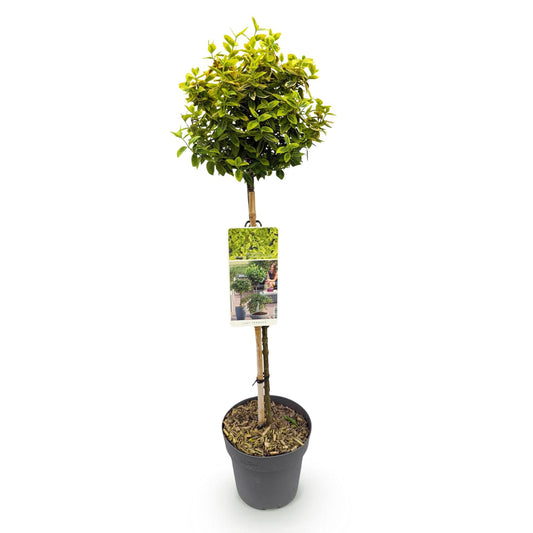 Euonymus fortunei 'Emerald 'n Gold' – Immergrüne Stamm-Pflanze – grün-goldenes Laub – pflegeleicht & kompakt – Terrassen- & Gartenpflanze – Ø19cm – Höhe ca. 90cm 