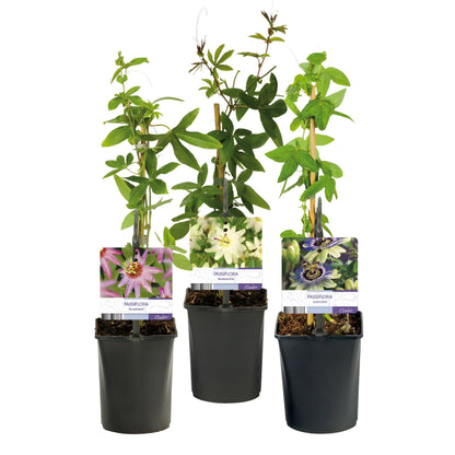 Passionsblume Passiflora Tricolour – Blüte Rosa, Weiß & Lila – Wenig Pflege – 3 Pflanzen – 11cm Höhe 40cm – Ideal für Balkon, Garten & Pergolen 