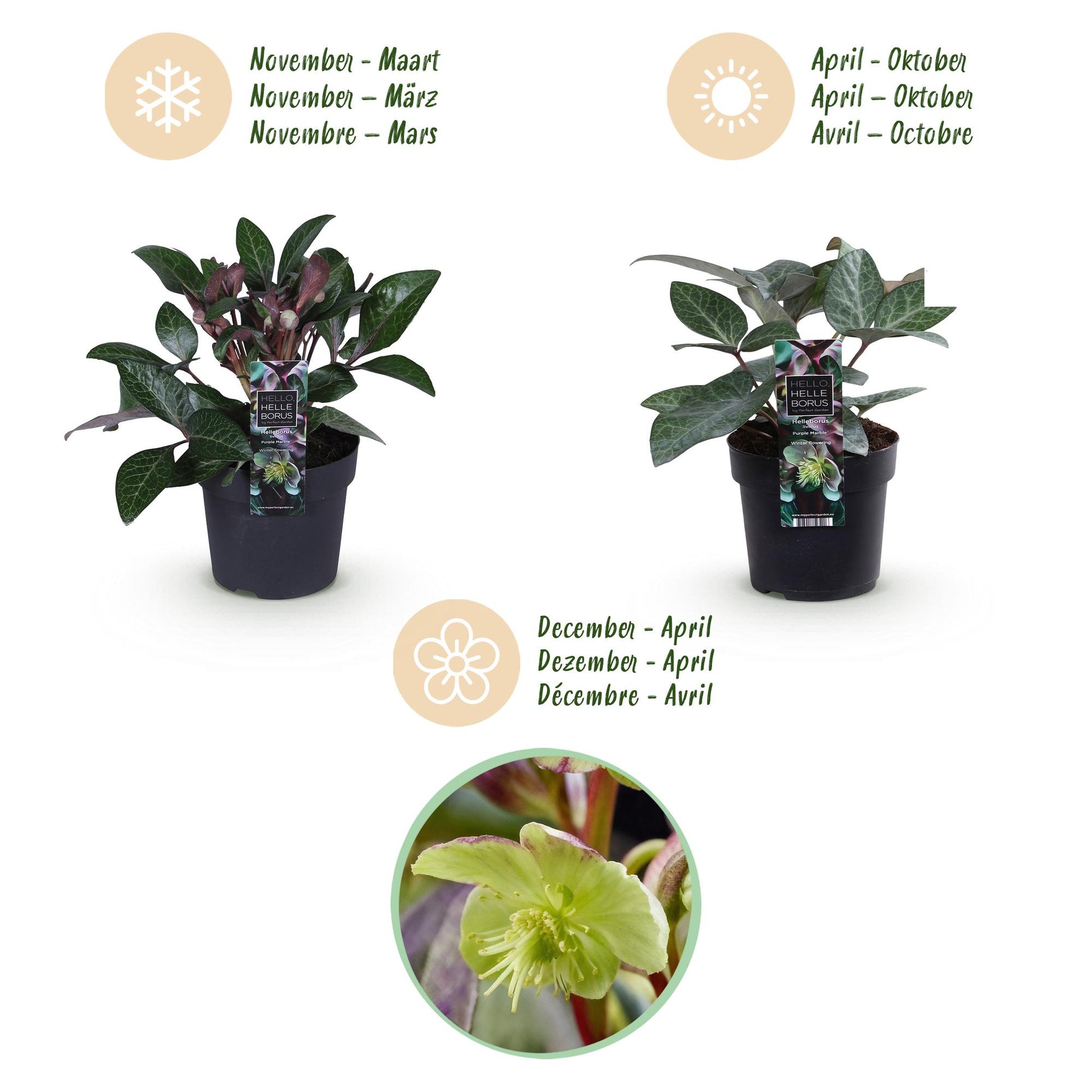 GreenboutiQ - Gartenpflanze - Lenzrose - Helleborus lividus Purple Marble - Lila Blüte - 2 Pflanzen - Immergrün - Topf 14cm Höhe 35cm 