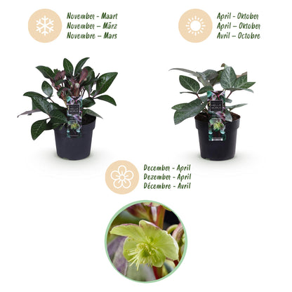 GreenboutiQ - Gartenpflanze - Lenzrose - Helleborus lividus Purple Marble - Lila Blüte - 2 Pflanzen - Immergrün - Topf 14cm Höhe 35cm 