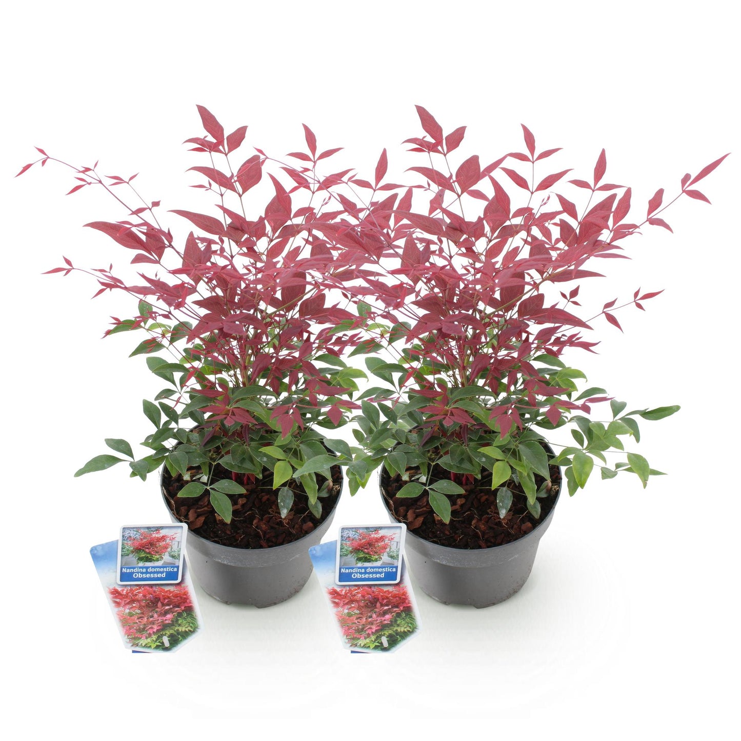 GreenboutiQ - Gartenpflanze - Nandina Obsessed - Rot - 2 Pflanzen - Immergrün - Wenig Pflege - Topf 17cm Höhe 45cm 
