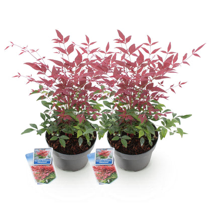GreenboutiQ - Gartenpflanze - Nandina Obsessed - Rot - 2 Pflanzen - Immergrün - Wenig Pflege - Topf 17cm Höhe 45cm 