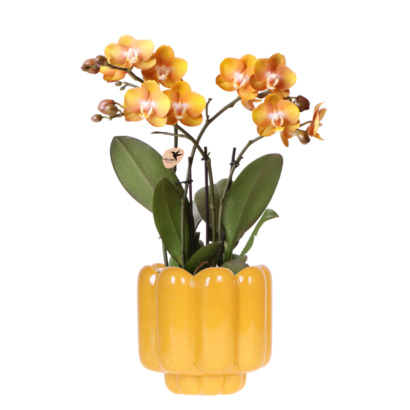 Kolibri Orchids | Orange/gelbe Las Vegas Orchidee + Retro ocker Übertopf | blühende Zimmerpflanze – frisch vom Züchter 
