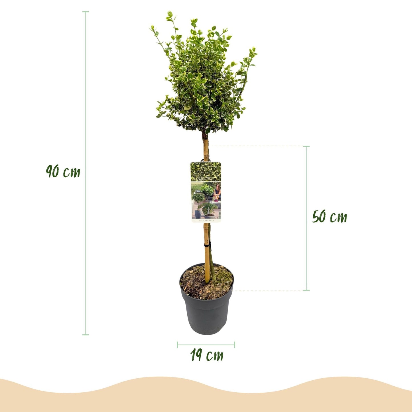 Euonymus fortunei ‘Emerald Gaiety’ – Stamm-Pflanze – Immergrün & winterhart – für Terrasse, Balkon & Garten – pflegeleicht – Ø19cm – Höhe ca. 90cm 