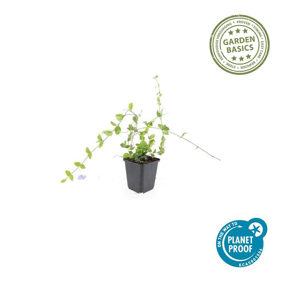 Vinca minor 'Blue and Gold' – 24 Pflanzen – Immergrüner Bodendecker – Blau-lila Blüten – Goldgelbe Blätter – 10–25 cm – Ø9 cm – Schattentolerant & pflegeleicht 