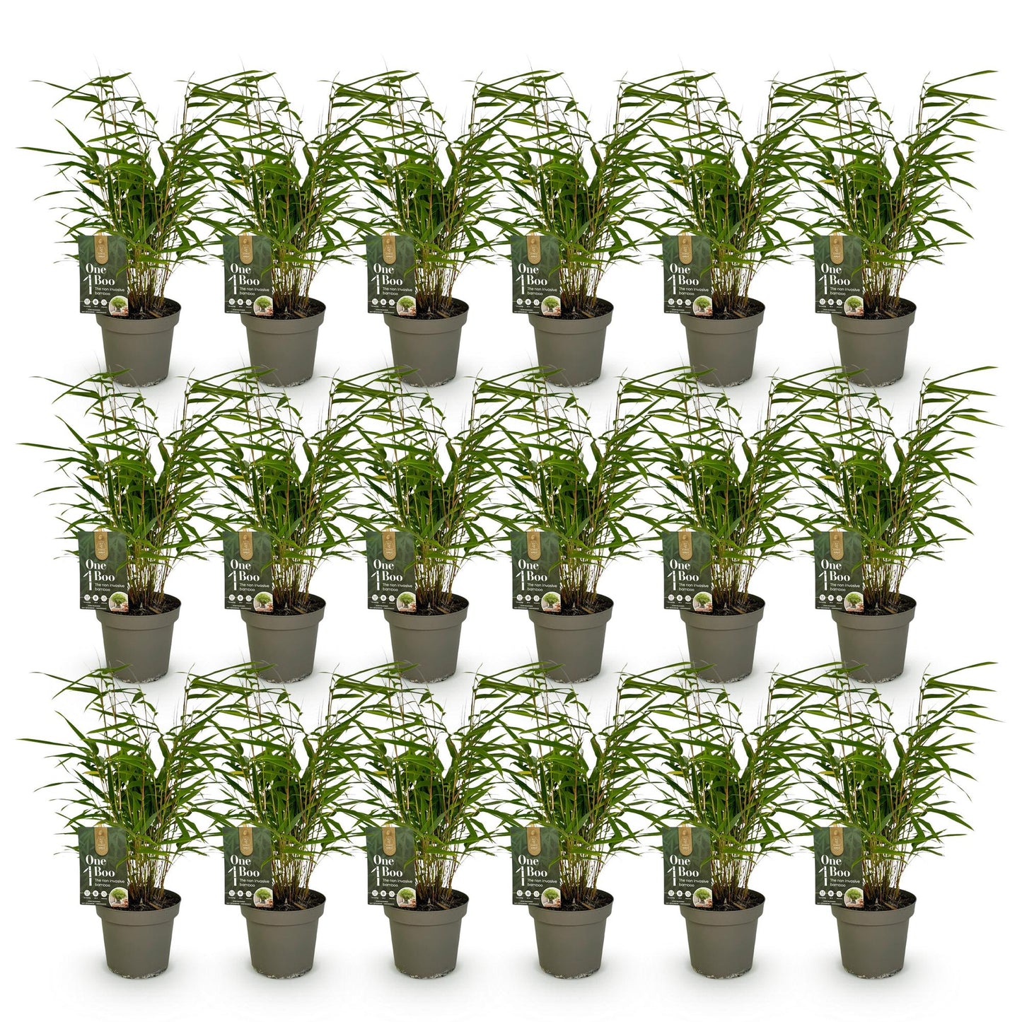 Green boutiQ - Bambus - Fargesia Rufa - Immergrün - Nicht invasiv - Grün - 18 Pflanzen - Topf 14cm - Höhe 35cm 