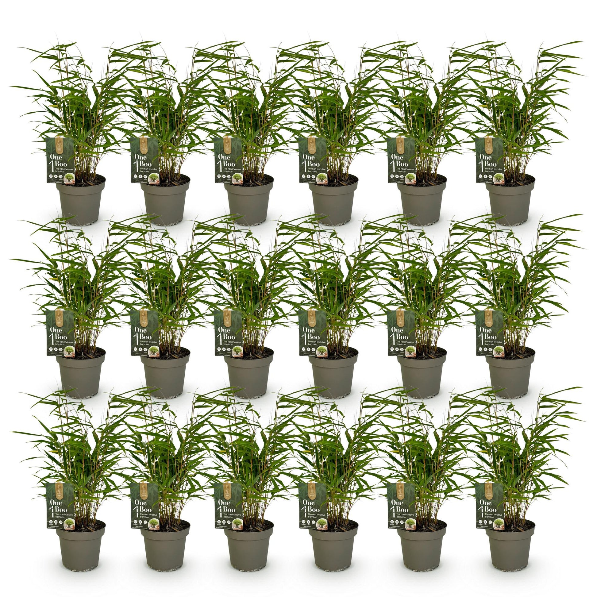 Green boutiQ - Bambus - Fargesia Rufa - Immergrün - Nicht invasiv - Grün - 18 Pflanzen - Topf 14cm - Höhe 35cm 