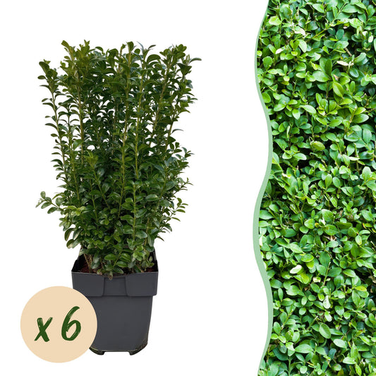 Gewöhnlicher Buchsbaum - Buxus sempervirens - Blatt grün - 6 Pflanzen - Heckenpflanze - 1 laufender Meter - immergrün - Topf 17cm Höhe 45cm 