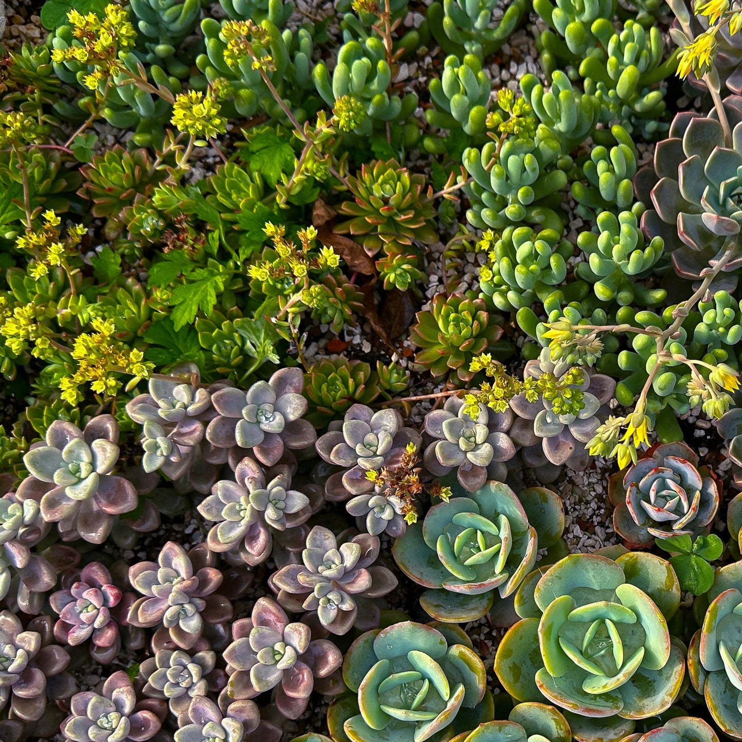 Green boutiQ - Bodembedekker - Winterhard - Alpine Mix - 8 Planten - Diversen Kleuren  - Weinig Onderhoud - Pot 14 Hoogte 17 