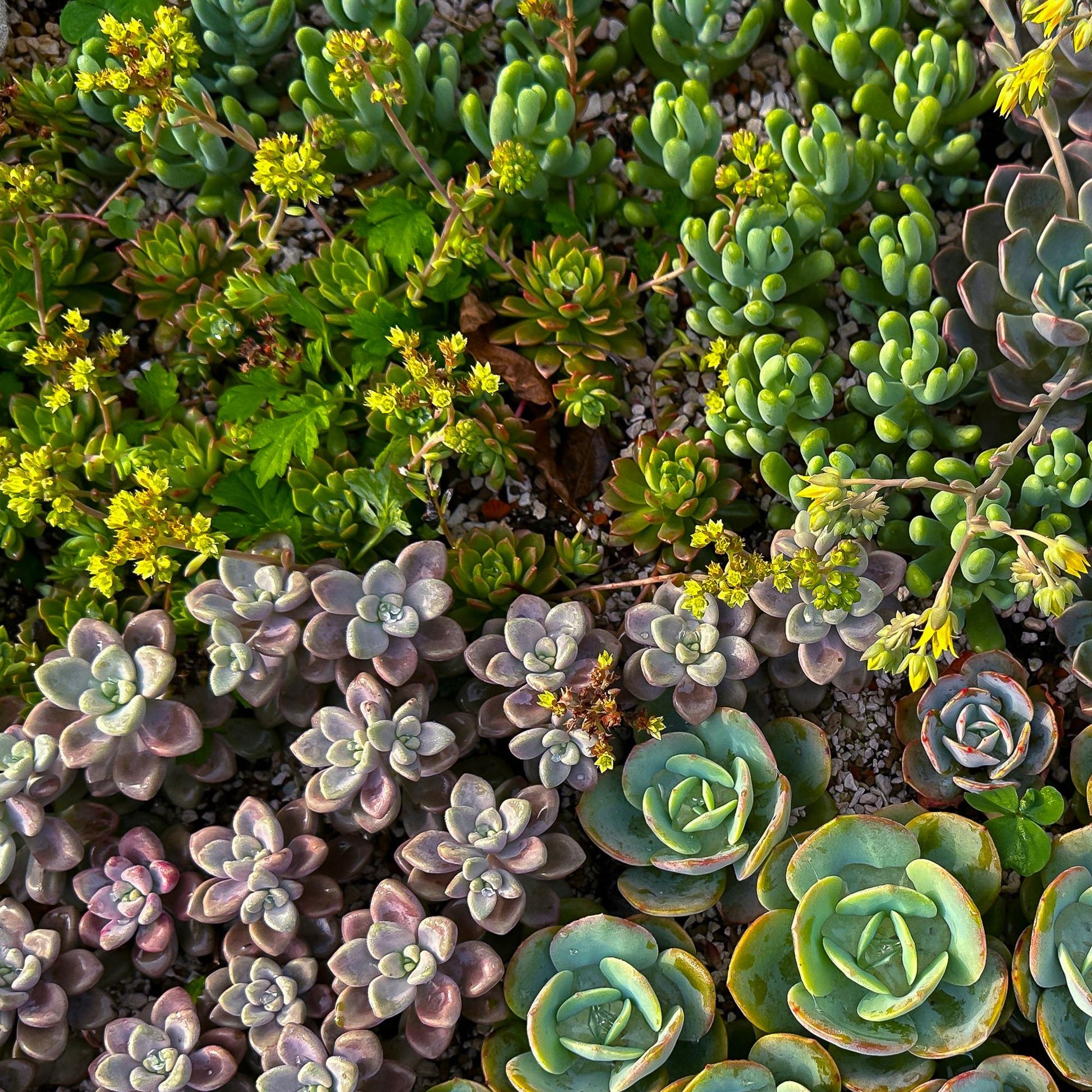 Green boutiQ - Bodembedekker - Winterhard - Alpine Mix - 8 Planten - Diversen Kleuren  - Weinig Onderhoud - Pot 14 Hoogte 17 