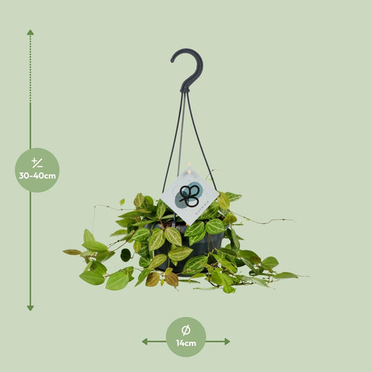 Dischidia Ovata – 40 cm hoch – Ø14 cm Topf – Sukkulente Zimmerpflanze mit Wassermelonen-Blättern – Pflegeleicht & dekorativ – Ideal für Regal, Hängeampel oder Büro 