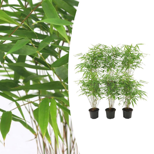 Fargesia Rufa – Nicht-Ausbreitender Bambus – Ø7cm – ↕15cm – 6 Pflanzen – Winterhart & Pflegeleicht – Für Hecken, Garten & Terrasse