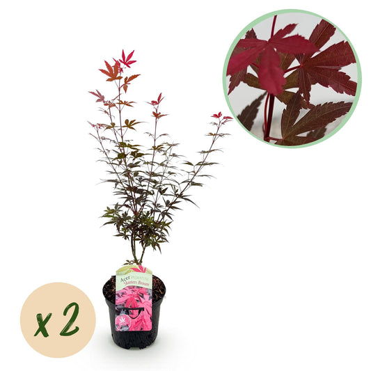 Japanischer Ahorn – Acer palmatum 'Skeeter’s Broom' – 2 Pflanzen – je ca. 70 cm hoch – Topf Ø19 cm – kompakt wachsend – Balkon- & Gartenpflanze 