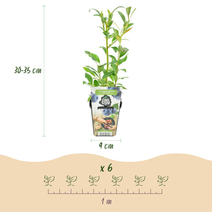 Blaubeere Vaccinium corymbosum Northland winterhart Höhe 30cm 6 Pflanzen Ø9cm – Ertragreiche Blaubeere für Garten Balkon & Terrasse – Aromatische Früchte 