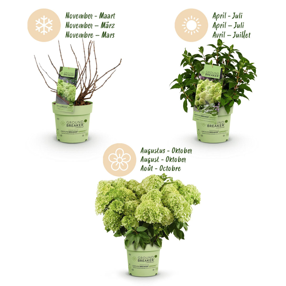 Green boutiQ - Gartenpflanze - Hydrangea panniculata Groundbreaker Greeny - Rispenhortensie - Frosthart - Creme - 2 Pflanzen - Topf 14cm - Höhe 20-25cm 