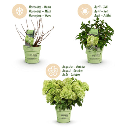 Green boutiQ - Gartenpflanze - Hydrangea panniculata Groundbreaker Greeny - Rispenhortensie - Frosthart - Creme - 2 Pflanzen - Topf 14cm - Höhe 20-25cm 