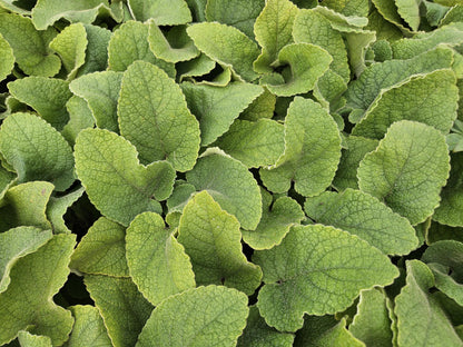 Russel-Brandkraut Phlomis russeliana – ↕10-25cm – Ø9cm – 60 Pflanzen – Staude – Winterhart – Bienenfreundlich – Gelbe Blüten