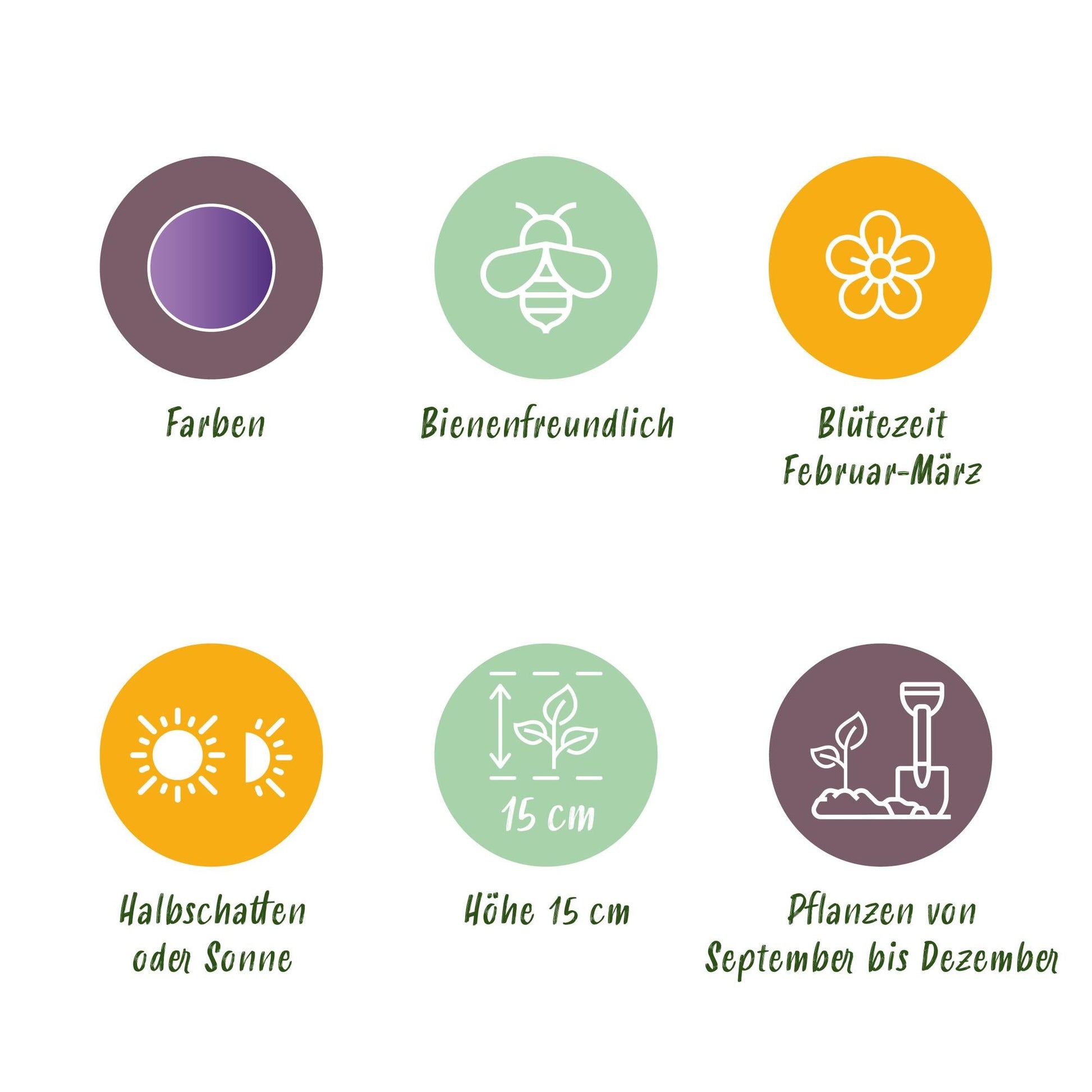 GreenboutiQ - Blumenzwiebeln - Crocus Blue - Farbe Blau - 30 Stück - Zwiebelgröße 7/8 - XXL Pack 