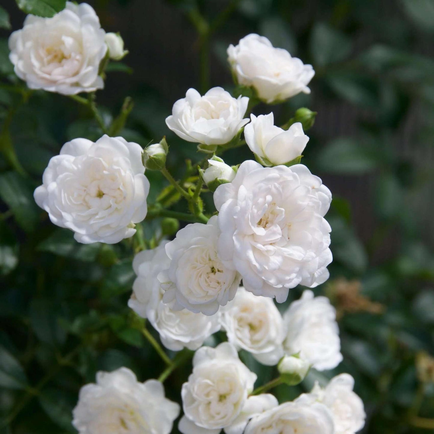 Green boutiQ - Gartenrose - Rosa White Fairy - Rose - Winterhart - Weiß - 1 Pflanze - Topf 12cm - Höhe 20-25cm 