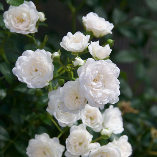 Green boutiQ - Gartenrose - Rosa White Fairy - Rose - Winterhart - Weiß - 1 Pflanze - Topf 12cm - Höhe 20-25cm 