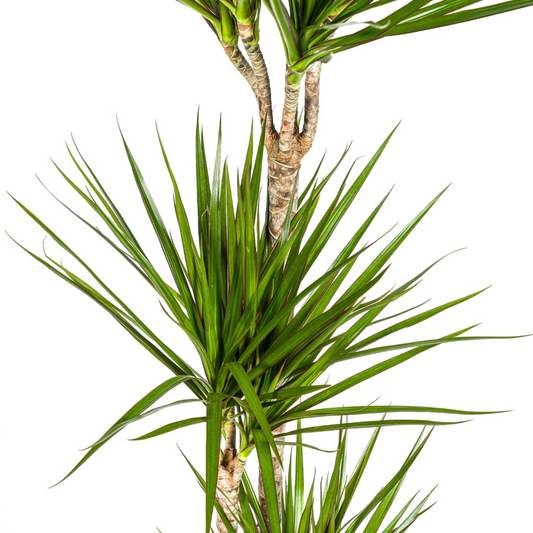 Drachenbaum - Dracaena Marginata Green - Zimmerpflanze - Ø24cm - ↕130 - 150cm