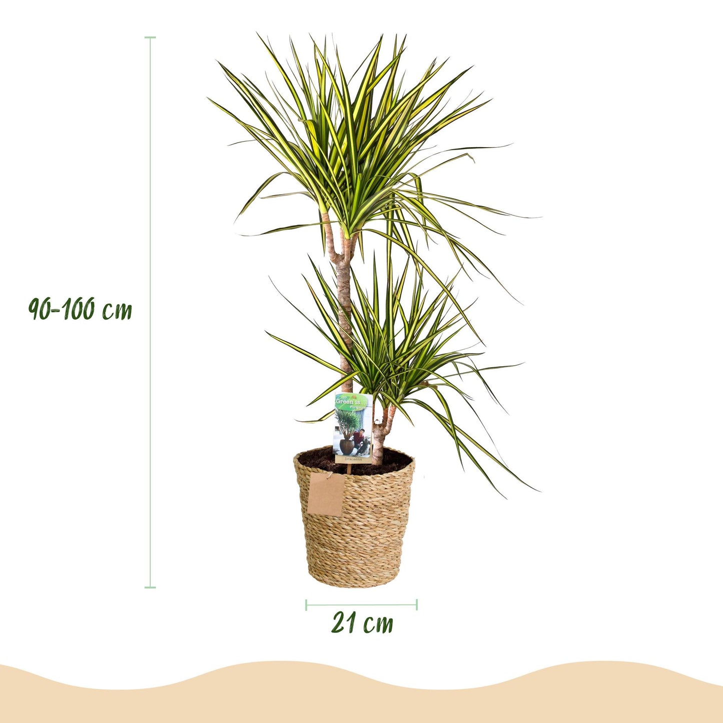 Green boutiQ - Zimmerpflanzen - Dracaena Sunray - Drachenbaum - Wenig Pflege - mit Korb - Grün - Gelb - 1 Pflanze - Topf 21cm - Höhe 90-100cm 