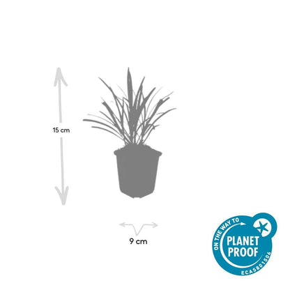Lilientraube - Liriope muscari 'Ingwersen' - ↕10-25cm - Ø9cm - 20 Pflanzen – Immergrüner Bodendecker – Violette Blüten – Pflegeleicht & Winterhart