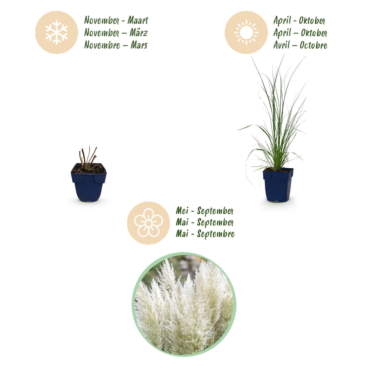 Zwerg-Pampasgras 'Pumila' – Cortaderia selloana 'Pumila' – 6 Pflanzen – Topf Ø11cm – Staude für Garten & Balkon