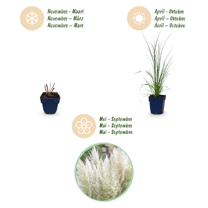 Zwerg-Pampasgras 'Pumila' – Cortaderia selloana 'Pumila' – 6 Pflanzen – Topf Ø11cm – Staude für Garten & Balkon