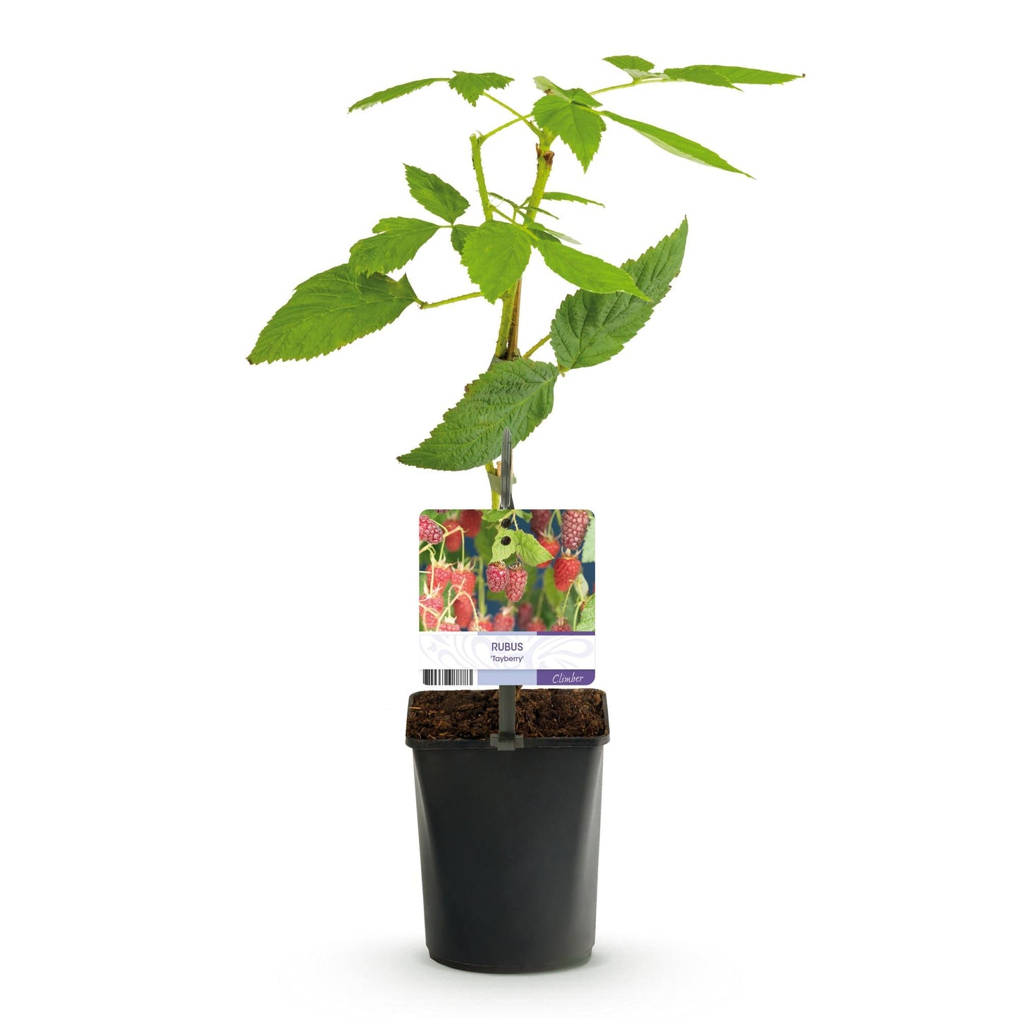 Tayberry - Rubus Tayberry - Obstpflanze - Kreuzung aus Himbeere und Brombeere - 2 Pflanzen - Topf 11cm Höhe 40cm 